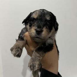 Aussiedoodle and Goldendoodle Puppies from Golden Farm