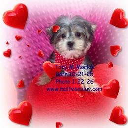 Toby M Morkie - male Morkie puppy in Silverhill, Alabama from Malteseuluv’s Tiny Treasurers