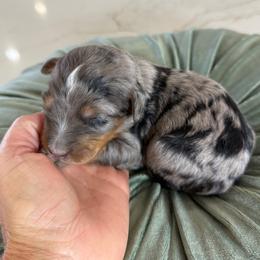 Blue Collar - Merle male Bernedoodle puppy in Indiahoma, Oklahoma from Farm Fresh Doodles