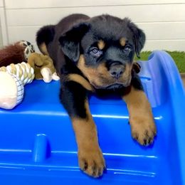 Girl 2 - Black and rust Rottweiler puppy in Middlebury, Indiana from Odyssey Rottweilers