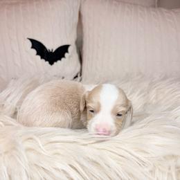 Caspian - Cream male Dachshund puppy in Washburn, Tennessee from Clinch Mountain Dachshunds