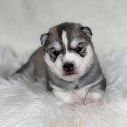 Siberian Husky Puppies from JST Siberians