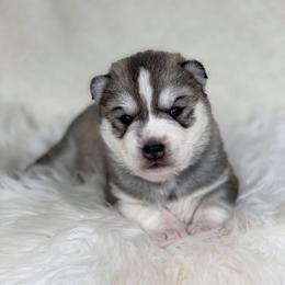 Siberian Husky Puppies from JST Siberians