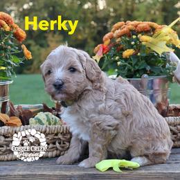Herky - Yellow and white male Bernedoodle puppy in Heyworth, Illinois from Cobble Creek Puppies