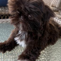 Chyna - Chocolate female Shih Tzu puppy in Jacksonville, North Carolina from Southern Comfort French Bulldogs