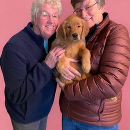 Golden Retriever Puppies from Studley Hill Goldens, LLC.