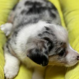 American Corgi and Pembroke Welsh Corgi Puppies from Low Riders Corgis & Mini Aussies