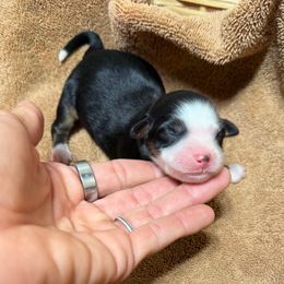 Girl 1 - Black tri female Miniature Australian Shepherd puppy in Olean, New York from Windy River Mini Aussie