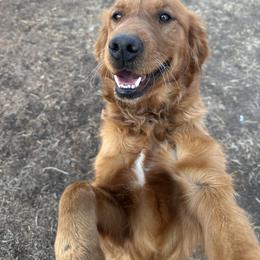 Bubbles - Golden Retriever