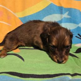 Yellow boy - Red male Dachshund puppy in Jackson's Gap, Alabama from Lake Martin Doxies