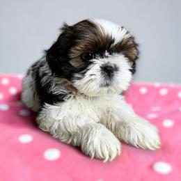 AKC-Bonnie - Tricolor female Shih Tzu puppy in Charlotte, North Carolina from Judy's Shih Tzus