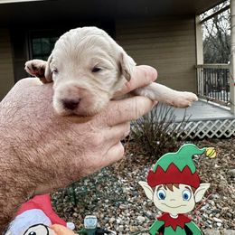 Cream - White female Bernedoodle puppy in Holt, Missouri from Mindys Doodles