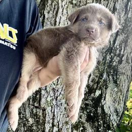 Lilac - Isabella female German Shepherd puppy in Watervliet, Michigan from M&M Shepherd Farms