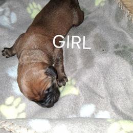 Apricot Girl 4 - Apricot female Mastiff puppy in Uhrichsville, Ohio from Angela's Mastiffs
