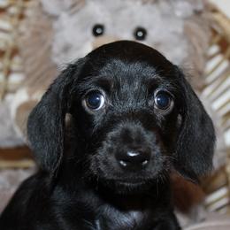 Boy 1 - Black male Dachshund puppy in Craig, Colorado from Rocky Mountain Shih Tzus and Dry Creek Miniature Dachshunds