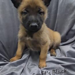 Croft's Black - Fawn male Belgian Malinois puppy in Berry, Alabama from North River k9