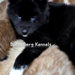Cheers - Black female Siberian Husky puppy in East Tawas, Michigan from BurnsBerg's Woolies