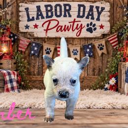 Ember - Red mottled female Australian Cattle Dog puppy in Oronogo, Missouri from Dutton's Show Me Farms