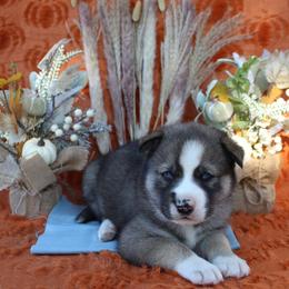 Blue - Black and white male Siberian Husky puppy in York, Pennsylvania from Spalla Pups