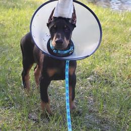 Doberman Pinscher Puppies from Jensen Dobermans