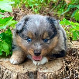 Duke - Blue merle male Toy Australian Shepherd puppy in Blacksburg, South Carolina from Rustic Rose Toy Australian Shepherds