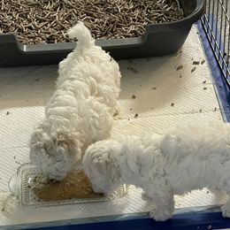 Bichon Frise Puppies from Agape Bichons