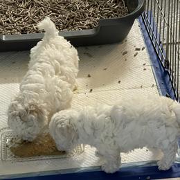 Bichon Frise Puppies from Agape Bichons