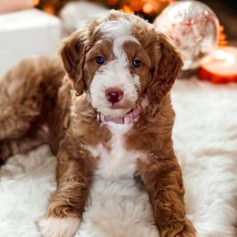 Bernedoodles, Bernese Mountain Dogs, and Goldendoodles from TurkeyCreek-K9