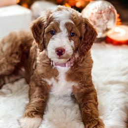 Bernedoodles, Bernese Mountain Dogs, and Goldendoodles from TurkeyCreek-K9
