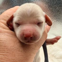 Grey collar - Cream male Dachshund puppy in Lexington, Oklahoma from BooneDox Miniature Dachshunds
