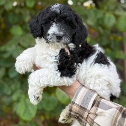 Cow - Black and white female Bernedoodle puppy in Glendale, Arizona from Arizona Bernedoodles
