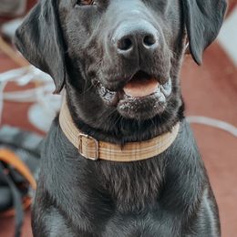 English Springer Spaniels and Labrador Retrievers from Farm Fresh Labradors & English Springers