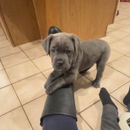 Ruby aka Abigail - Gray female Cane Corso puppy in Hillsborough, New Jersey from Central Jersey K9