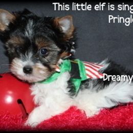 AKC Pringles - Black tan and white male Biewer Terrier puppy in Kennesaw, Georgia from Dreamy Pups