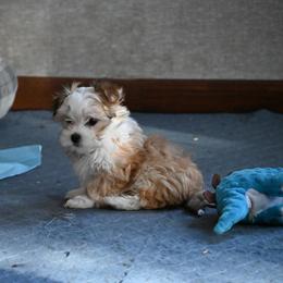 Boy 1 - Fawn sable male Havanese puppy in Sebeka, Minnesota from Bydand Newfoundlands & Whimsical Havanese