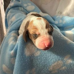 Girl 1 - Brown black and white female Basset Hound puppy in Las Animas, Colorado from J&D Dachsies