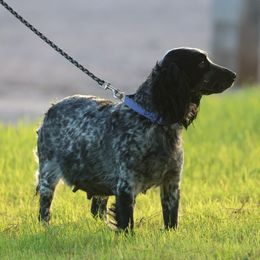 English Cocker Spaniel puppies from HighBrassGunDogs