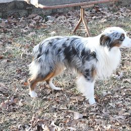 Australian Cattle Dog and Companion Cross Puppies from MX Kennel - Central MO