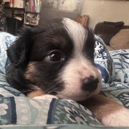 Nori - Black tri male Toy Australian Shepherd puppy in Reidsville, North Carolina from Cherry Grove Kennel