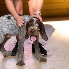 Spinone Italiano Puppies from Millers Point Versatile Gun Dogs
