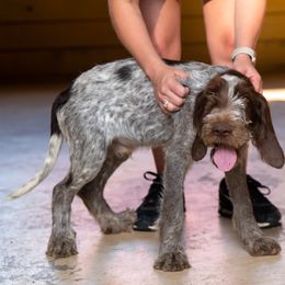 Spinone Italiano Puppies from Millers Point Versatile Gun Dogs