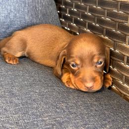Daphne- Chocolate girl - Chocolate and tan female Dachshund puppy in North Auburn, California from Northern Doxie