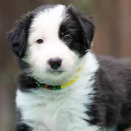 Sirio - Black and white male Border Collie puppy in Austin, Texas from Border Collie dei Fanelli