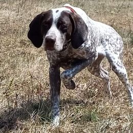 Kyrie - German Shorthaired Pointer