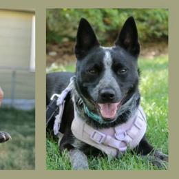 Australian Cattle Dog All Grown Up from Blue Steel Cattle dogs