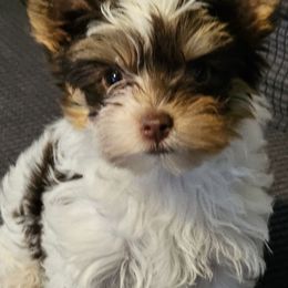 Titan - Parti male Yorkshire Terrier puppy in Hamilton, Ohio from Purebred Yorkies of Ohio