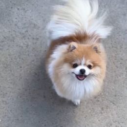 Malibu Love - Pomeranian