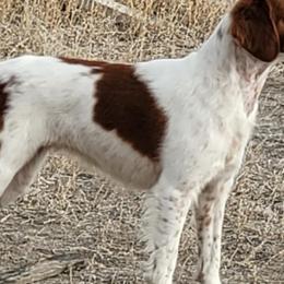 Brittanys from High Country Brittany's
