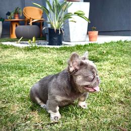 Prada - Tricolors female French Bulldog puppy in San Diego, California from Hlop Frenchies LLC