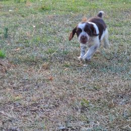 English Springer Spaniel Puppies from Savannah River Springers